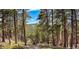 Mature trees in the backyard offer privacy and shade at 20951 Pleasant Park Rd, Conifer, CO 80433