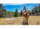 Horse standing in the pasture with beautiful mountain views in the distance at 20951 Pleasant Park Rd, Conifer, CO 80433