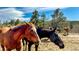 Equestrian property with horses grazing in the pasture at 20951 Pleasant Park Rd, Conifer, CO 80433