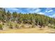 Horses graze near the wooded area of the expansive property on a clear, sunny day at 20951 Pleasant Park Rd, Conifer, CO 80433