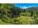 A small herd of horses peacefully graze in a lush green pasture surrounded by a dense forest landscape at 20951 Pleasant Park Rd, Conifer, CO 80433