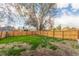 Fenced backyard with lush green grass and a large tree offering shade at 778 2Nd St, Firestone, CO 80520