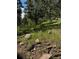 Wooded lot featuring lush greenery, scattered rocks, and mature trees at 27447 Upper Cold Spg Gulch Rd, Golden, CO 80401