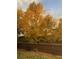 A beautiful backyard tree displaying golden yellow autumn foliage, creating a picturesque seasonal view at 16119 E Prentice Ln, Centennial, CO 80015