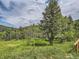 Spacious backyard with mature trees and lush greenery, offering a peaceful outdoor experience at 12348 Quartz Spur, Conifer, CO 80433