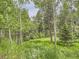 Lush backyard featuring mature trees and greenery creating a private, natural setting at 12348 Quartz Spur, Conifer, CO 80433