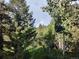 Backyard features lush greenery and views of trees, offering a private and serene outdoor space at 12348 Quartz Spur, Conifer, CO 80433