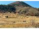 Scenic view of a grassy hiking trail with rolling hills and distant trees, offering a peaceful outdoor experience at 12348 Quartz Spur, Conifer, CO 80433