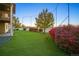 Backyard showcasing lush green lawn with vibrant red bushes and privacy trees, creating a serene outdoor space at 1743 Homestead Dr, Fort Lupton, CO 80621