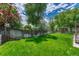 A home's grassy back yard is enclosed with a wood fence and mature shade trees at 302 Northridge Rd, Highlands Ranch, CO 80126