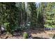 Lush backyard surrounded by mature trees and a rustic fence, perfect for outdoor enjoyment at 21221 Colorado 103, Idaho Springs, CO 80452