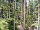 Lush green trees create a serene backyard with an abundance of foliage at 21221 Colorado 103, Idaho Springs, CO 80452