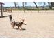 A fenced dog park with dogs playing in the dirt and space to roam and play in a safe community at 13742 Valentia St, Thornton, CO 80602