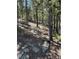 Scenic view of the forest terrain with rocky accents and sunlit path at 72 Rudi W Ln, Golden, CO 80403