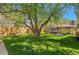 Lush backyard featuring a mature shade tree, trampoline, hammock, and outdoor string lights at 6925 W 27Th Ave, Wheat Ridge, CO 80033