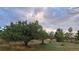 Tree-filled backyard with lawn at 12798 Tomahawk Rd, Parker, CO 80138