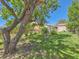 This backyard features a large tree, grass, and fence at 3531 E 91St Ave, Thornton, CO 80229