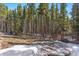 Scenic backyard bordered by a dense forest, offering privacy and a connection to nature at 140 Beaver Rd, Idaho Springs, CO 80452