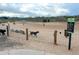 Rover's Run Dog Park features a sandy enclosure for dogs to roam and socialize, promoting a pet-friendly community at 2587 Foothills Canyon Ct, Highlands Ranch, CO 80129