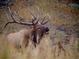 Majestic bull elk with impressive antlers standing in a field of tall grass at 2398 Bitterroot Ln, Golden, CO 80401