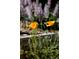 California Poppy flowers in bloom at 1695 S Beach Ct, Denver, CO 80219