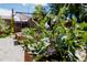 Close-up of garden featuring blooming flowers in a raised wooden planter box at 1695 S Beach Ct, Denver, CO 80219