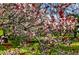 Close-up of tree blossoms, with red leaves, in the landscaped backyard at 182 Ridge Rd, Boulder, CO 80303