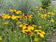 Beautiful flower bed featuring vibrant yellow flowers in full bloom, enhancing the home's curb appeal at 912 S Galena St, Aurora, CO 80247