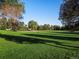 Expansive green field is surrounded by lush trees, with plenty of room to play at 1489 Steele St # 104, Denver, CO 80206