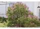 Beautiful flowering shrub enhancing the curb appeal of the property at 11299 E 159Th Pl, Brighton, CO 80602