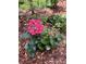 Hydrangea bush in a mulch garden with green leaves and bright pink blossoms surrounded by trees and plants at 443 Garfield St, Denver, CO 80206