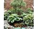 Brick building landscaping featuring multiple types of green plants and flowers set with light and dark rocks at 443 Garfield St, Denver, CO 80206