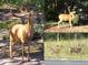 Compilation of Mule deer in a natural setting at 533 Tenderfoot Dr, Larkspur, CO 80118