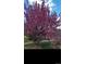 Pink crabapple tree in full bloom adds curb appeal at 3039 W 22Nd Ave, Denver, CO 80211