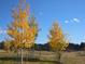 Golden leaves on young trees mark the landscape around this home at 609 Pioneer Camp Vw, Palmer Lake, CO 80133