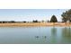Beautiful pond reflecting trees and the sky on a sunny day with ducks in the water at 11041 Richfield Cir, Commerce City, CO 80022