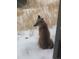 A fox sits peacefully in a snowy, natural area, showcasing the local wildlife at 23846 Genesee Village Rd, Golden, CO 80401