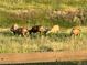 Backyard view of deer grazing in a sunlit field beyond a wooden fence at 5864 Turnstone Pl, Castle Rock, CO 80104