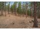 Wooded backyard with scattered trees offers privacy and a natural landscape for outdoor activities and exploration at 3065 Piney Ridge Rd, Evergreen, CO 80439