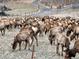 A herd of elk grazing in a mountain pasture near a residential road at 3065 Piney Ridge Rd, Evergreen, CO 80439