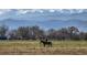 Picturesque rural landscape with a horse and rider, set against a backdrop of rolling hills and mountains at 2464 Ginny Way, Lafayette, CO 80026
