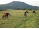 Scenic pasture with horses grazing in a peaceful, open field, against the backdrop of a distant mountain at 5351 Tall Horse Trl, Sedalia, CO 80135