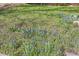 Close up view of a lawn with small blue, yellow and red flowers on a sunny day at 7785 Westview Dr, Lakewood, CO 80214
