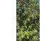 A fruit tree with many fruits at 160 Utica St, Denver, CO 80219