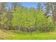 Lush backyard with vibrant green trees creating a serene natural setting at 30690 Highway 72, Golden, CO 80403