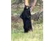 A black bear stands tall on its hind legs, leaning against a wooden pole in the lush green grasses at 6300 Summer Star Ln, Golden, CO 80403