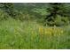 The property features a meadow landscape with wildflowers in bloom at 6300 Summer Star Ln, Golden, CO 80403