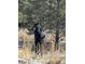 A large moose stands among the trees with tall brown grass in the foreground at 6300 Summer Star Ln, Golden, CO 80403