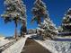 Winter driveway view surrounded by tall, snow-covered trees and clear blue sky at 20 W Ranch Trl, Morrison, CO 80465