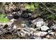 Peaceful creek landscape surrounded by lush greenery and large rocks at 10049 S Turkey Creek Rd, Morrison, CO 80465